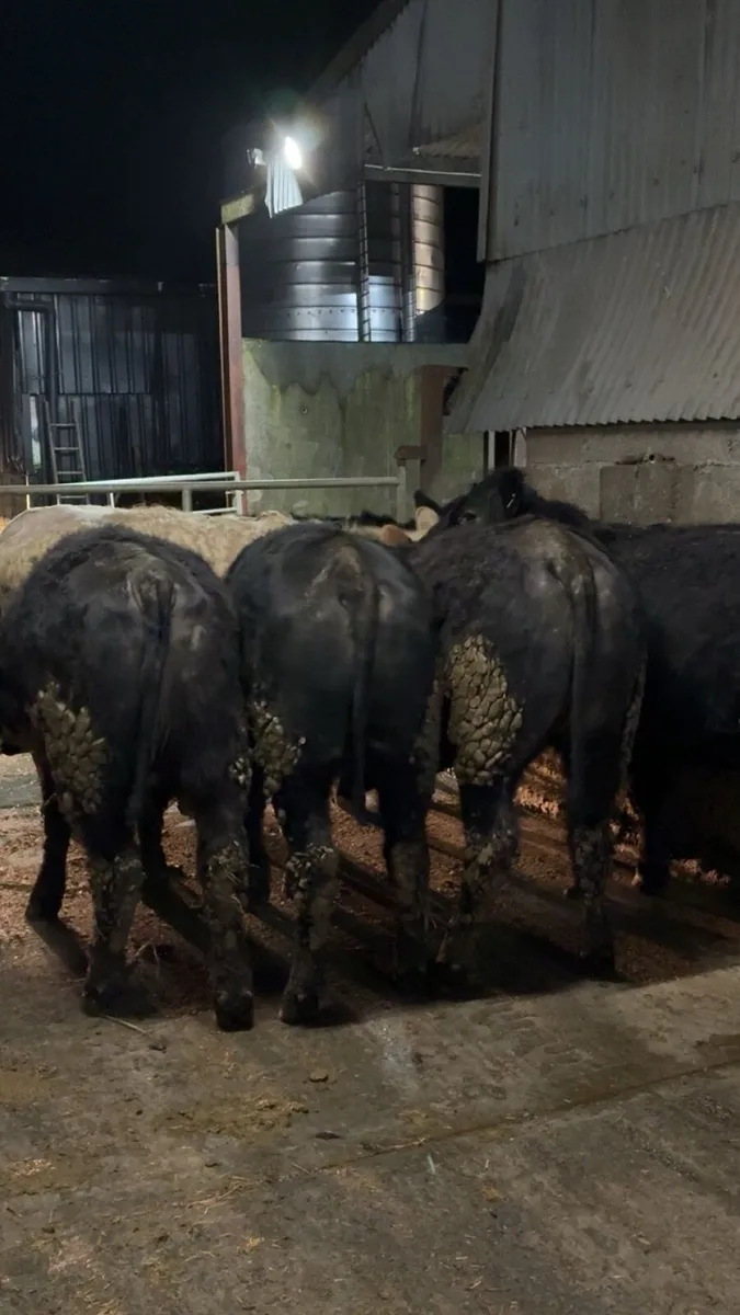 R grade suckler bred Angus heifers - Image 4