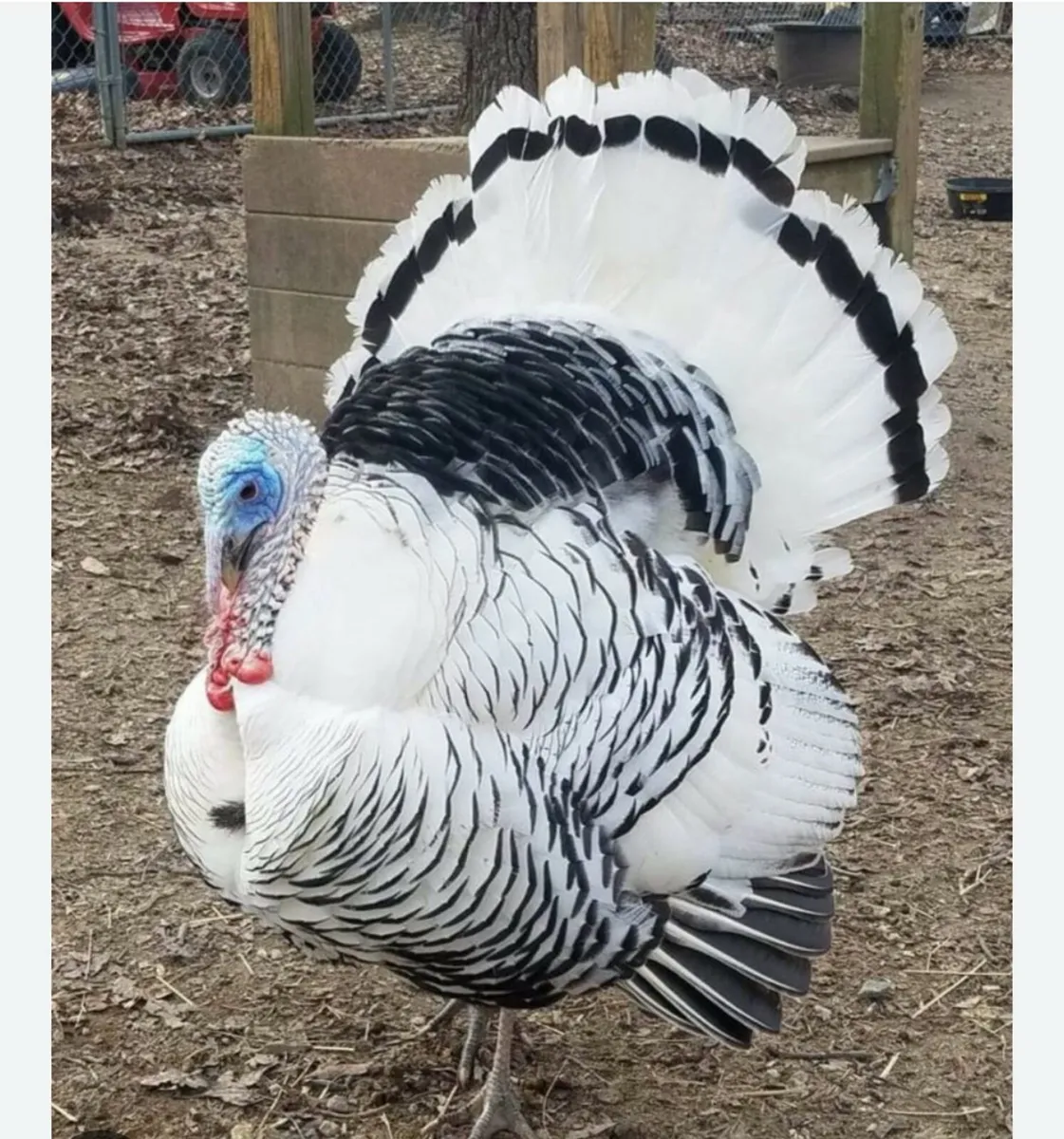 Royal palm Turkey cock - Image 1