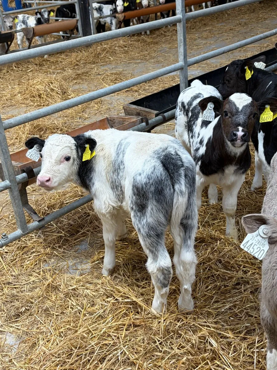 20 Belgium Blue and Charolias calves - Image 2