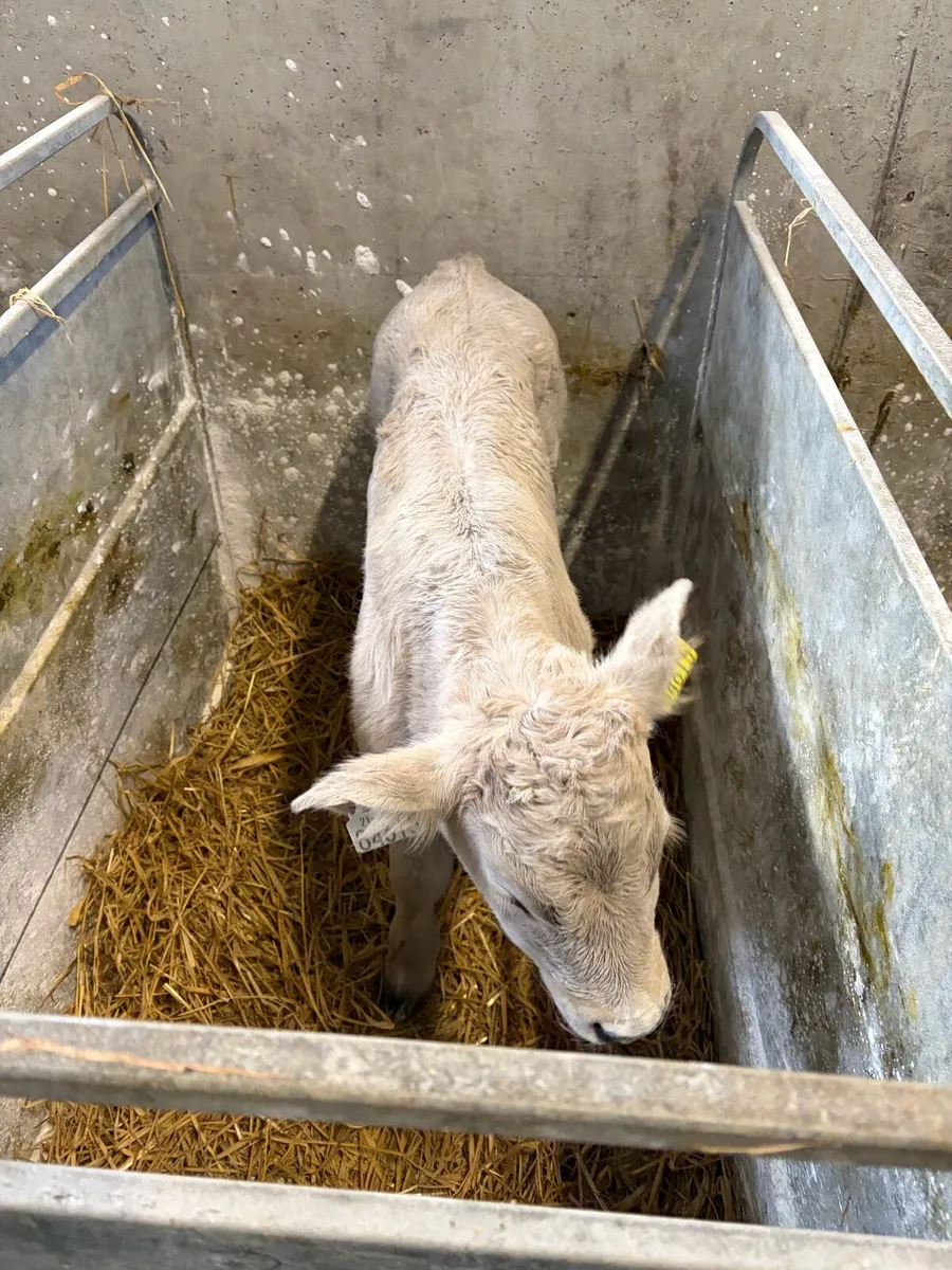 20 Belgium Blue and Charolias calves - Image 3