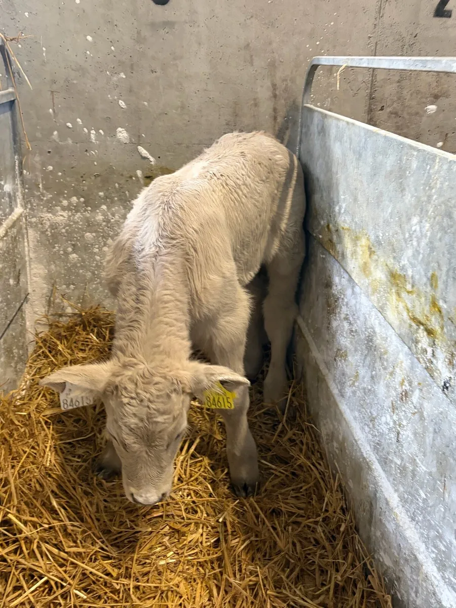 20 Belgium Blue and Charolias calves - Image 4