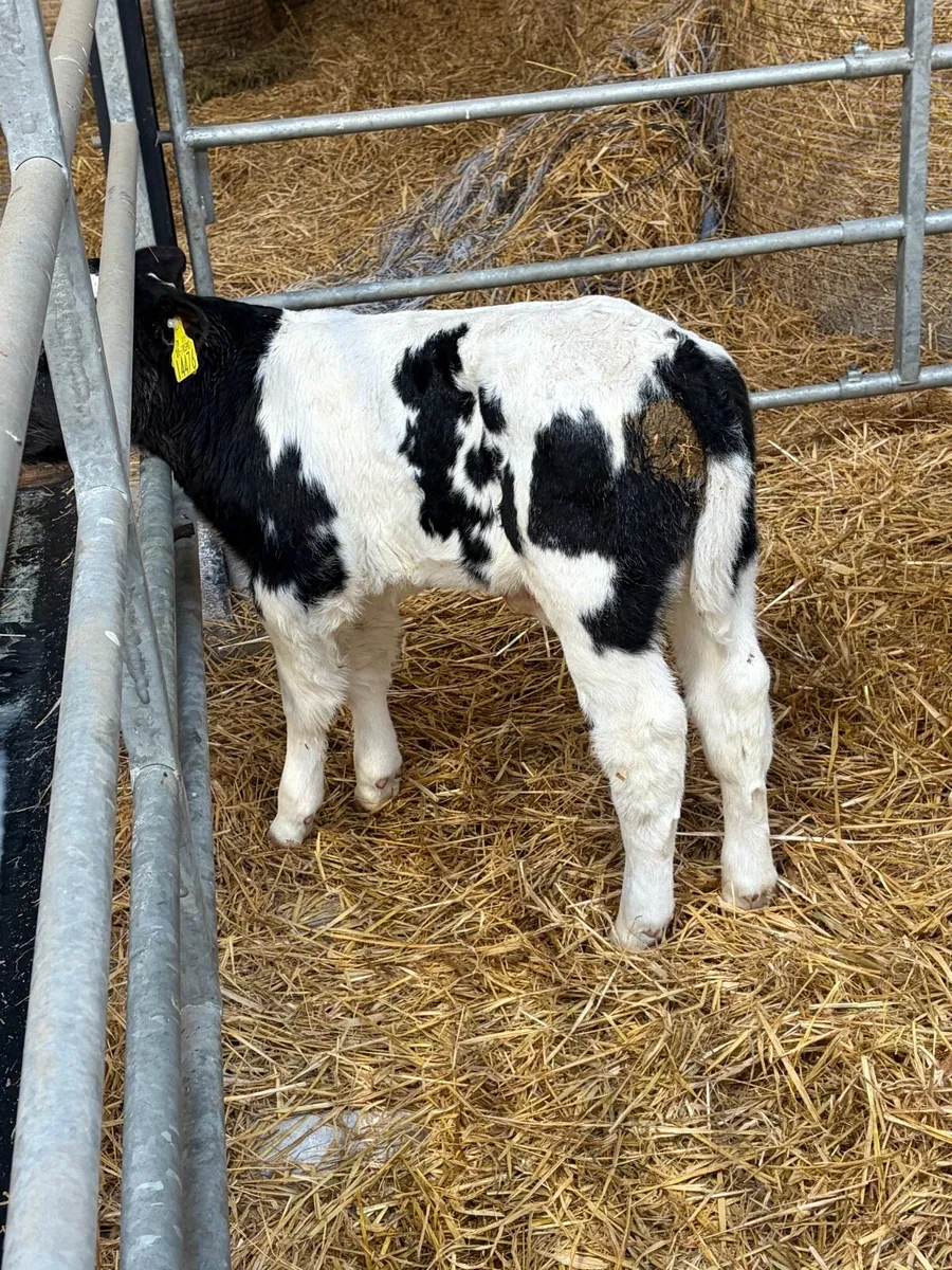 30 Belgium Blue calves - Image 4