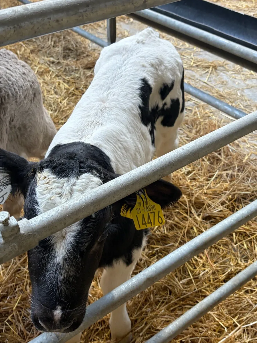 20 Belgium Blue and Charolias calves - Image 1