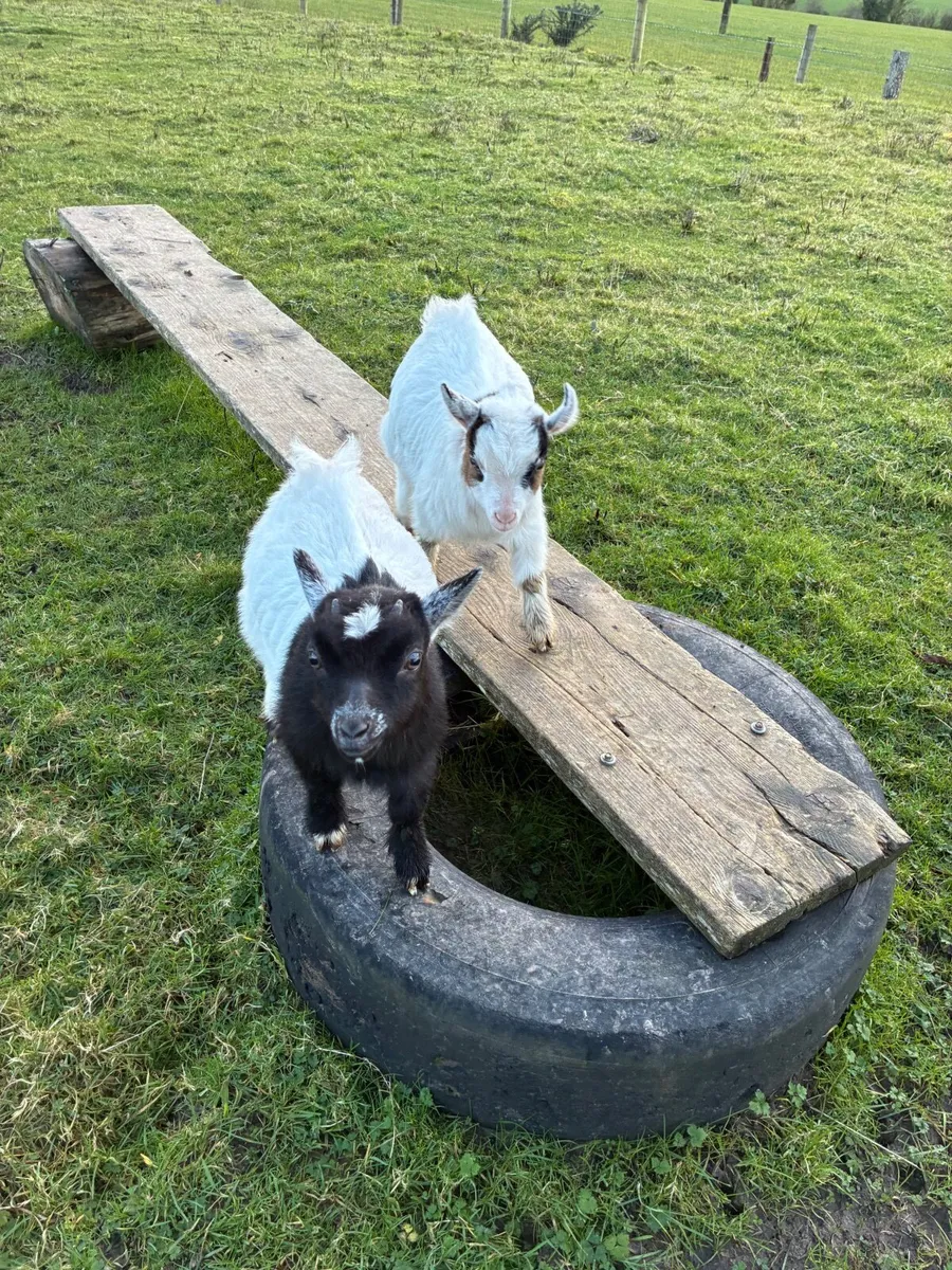 Twin girls Pygmy goats - Image 1