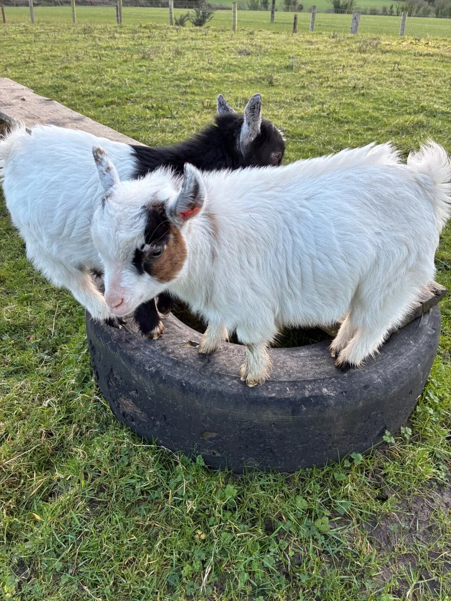 Twin girls Pygmy goats - Image 3