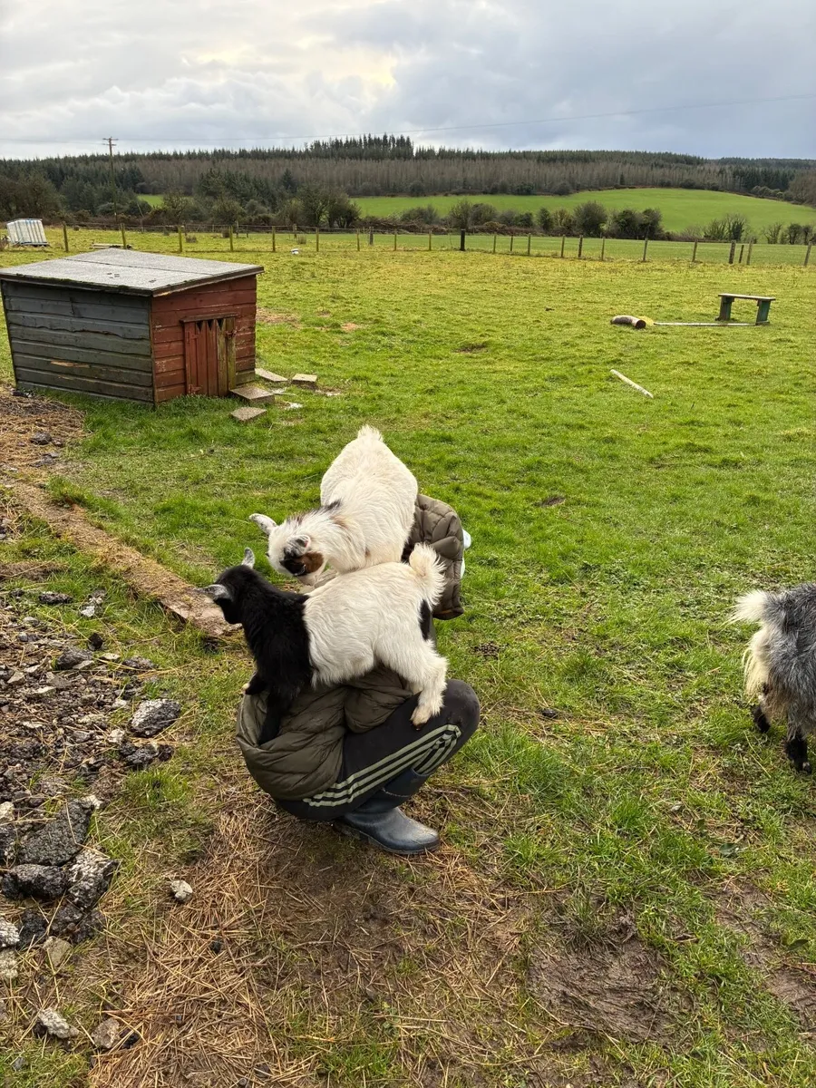 Twin girls Pygmy goats - Image 4