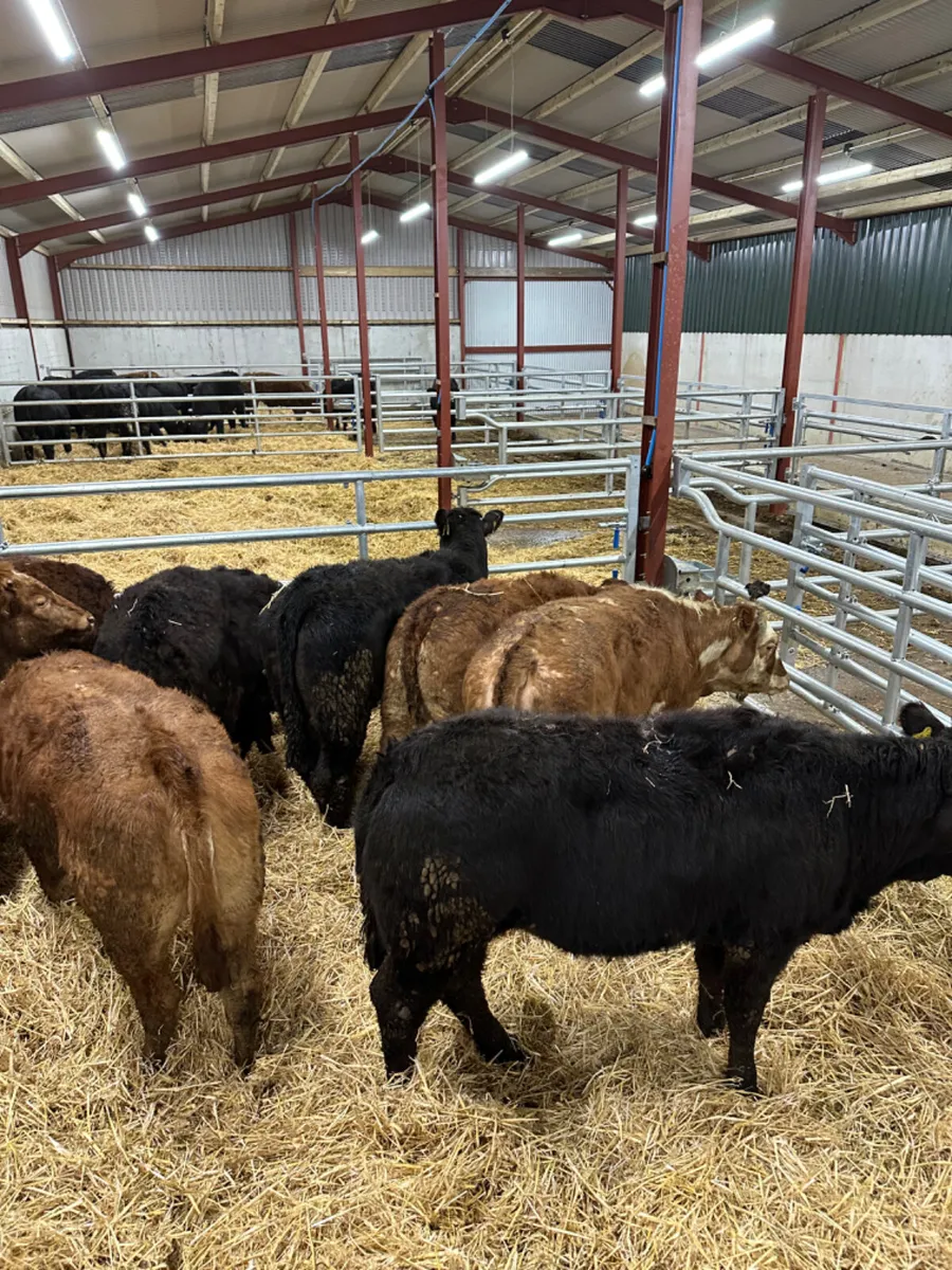 Lim heifers - Image 2