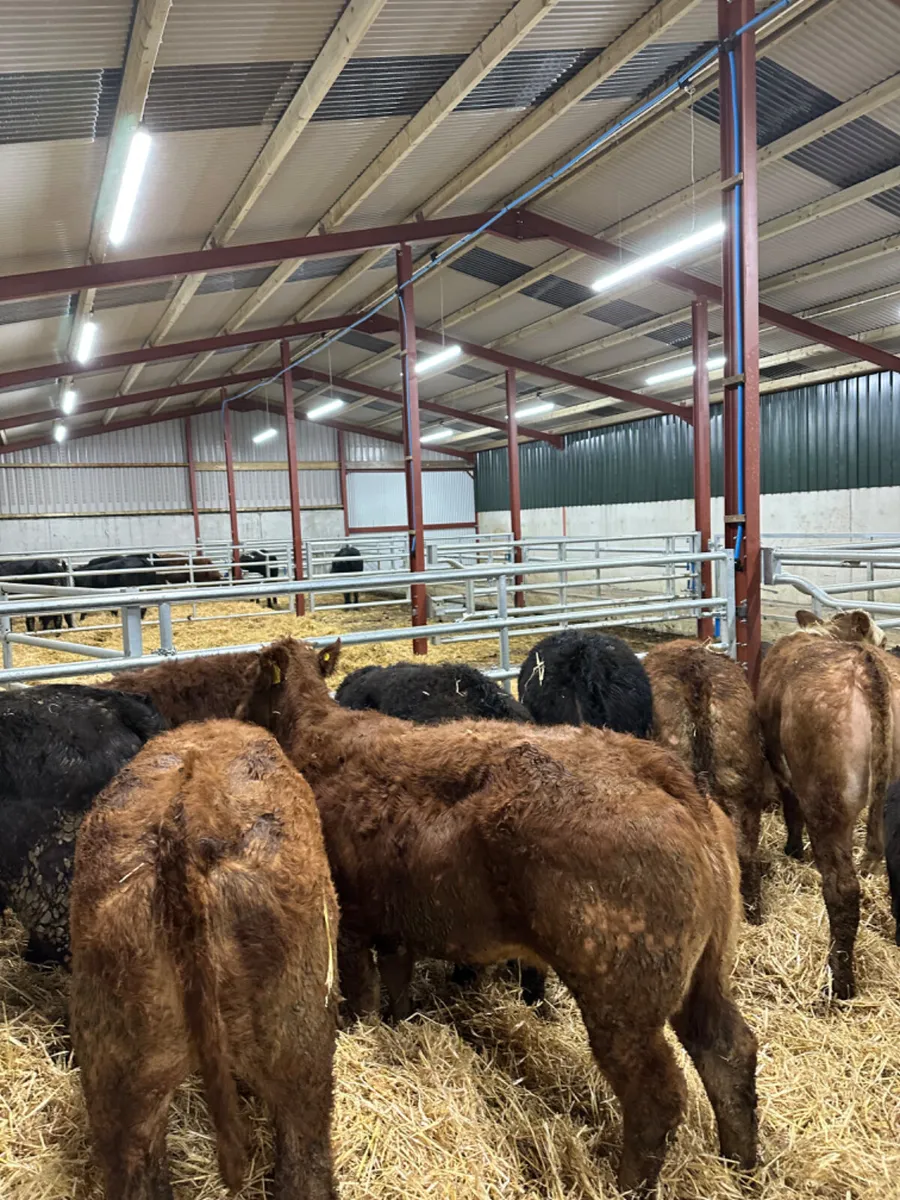 Lim heifers - Image 3