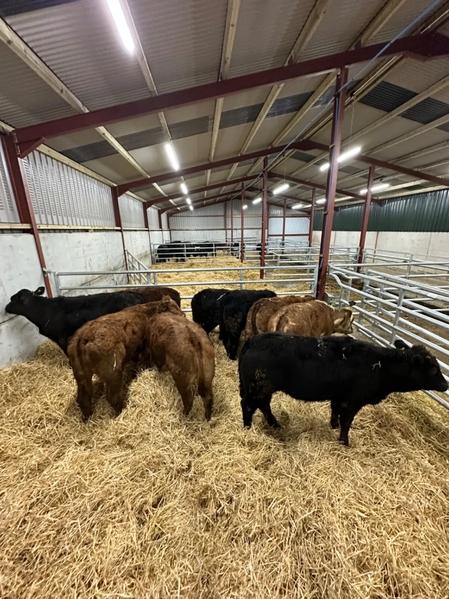 Lim heifers - Image 4