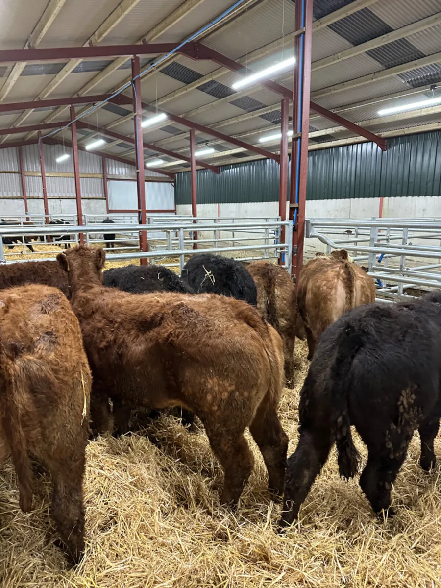 Lim heifers - Image 1