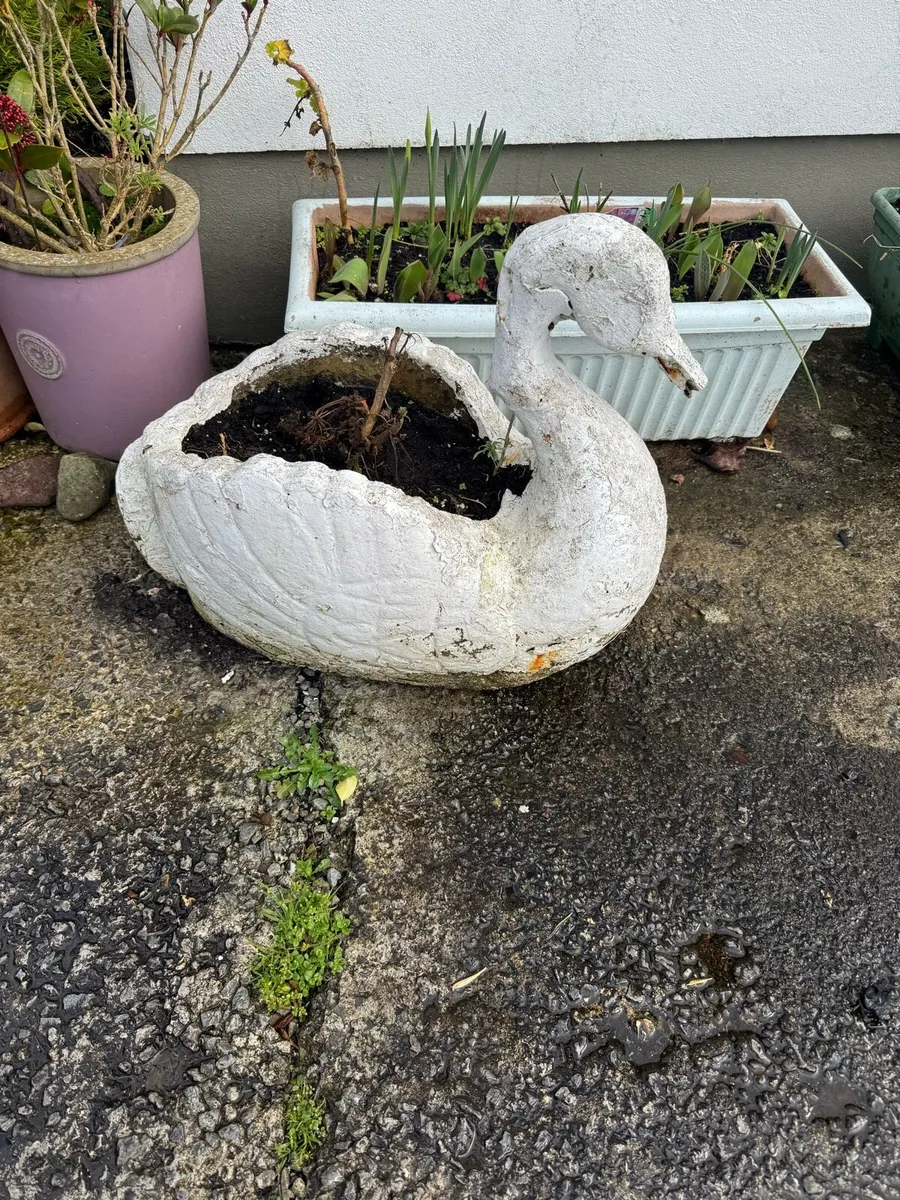 Concert Swan - Image 2