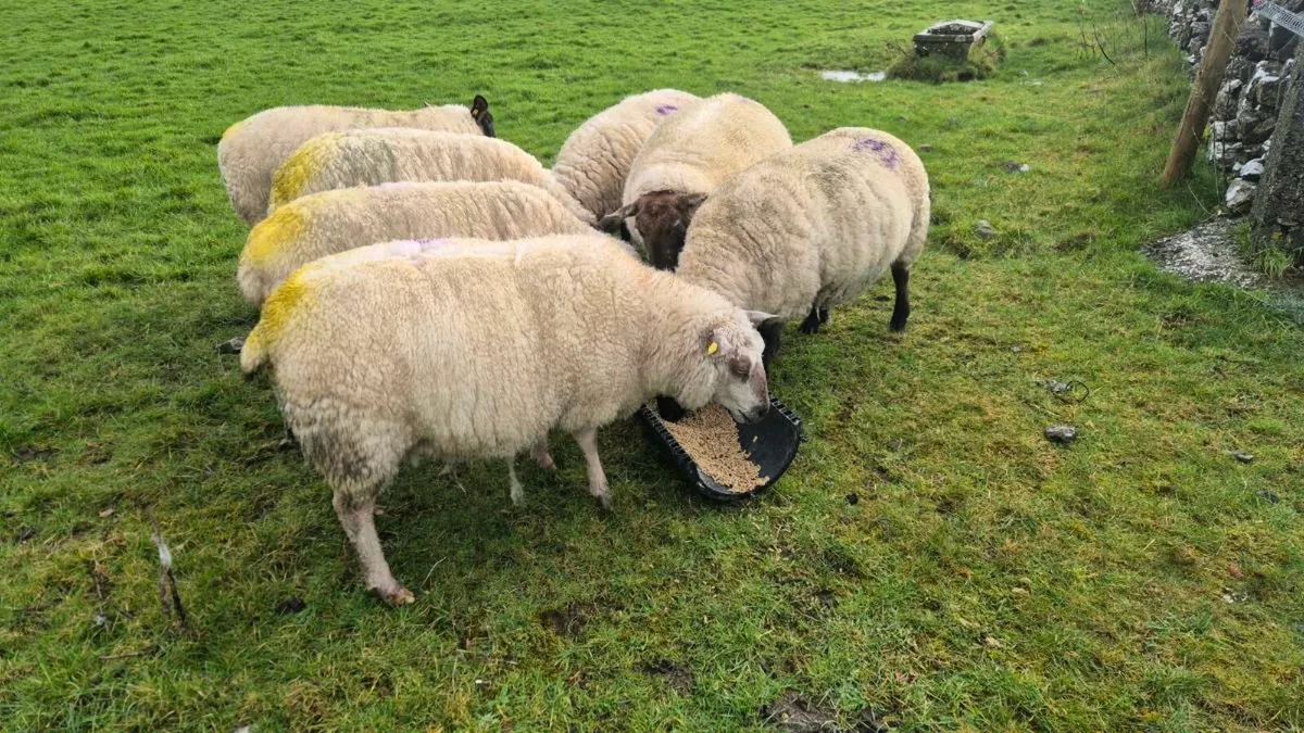 In lamb ewes - Image 3