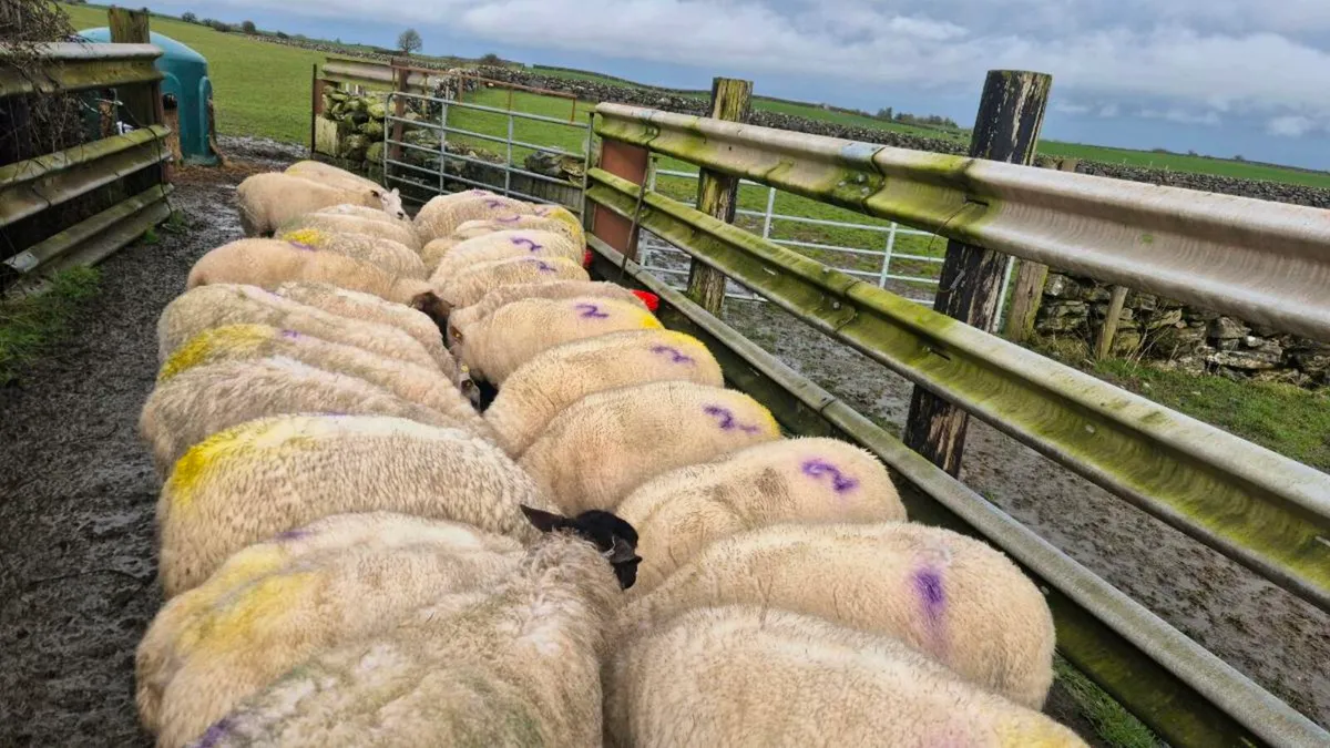 In lamb ewes - Image 4