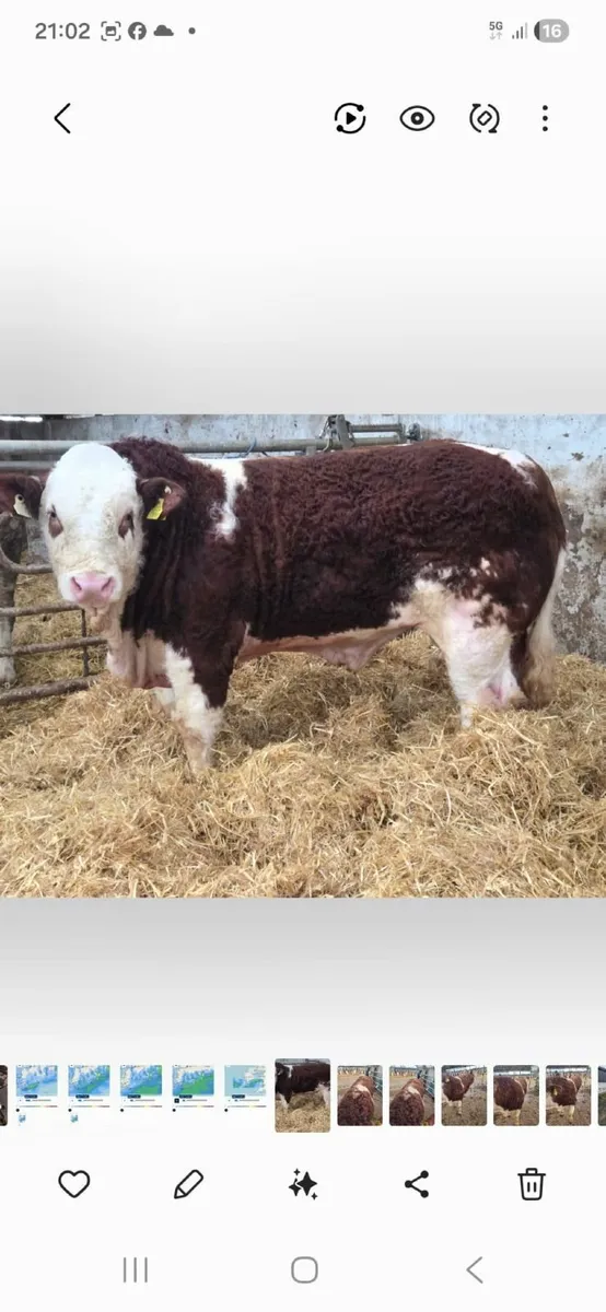 PBR simmental bull - Image 1