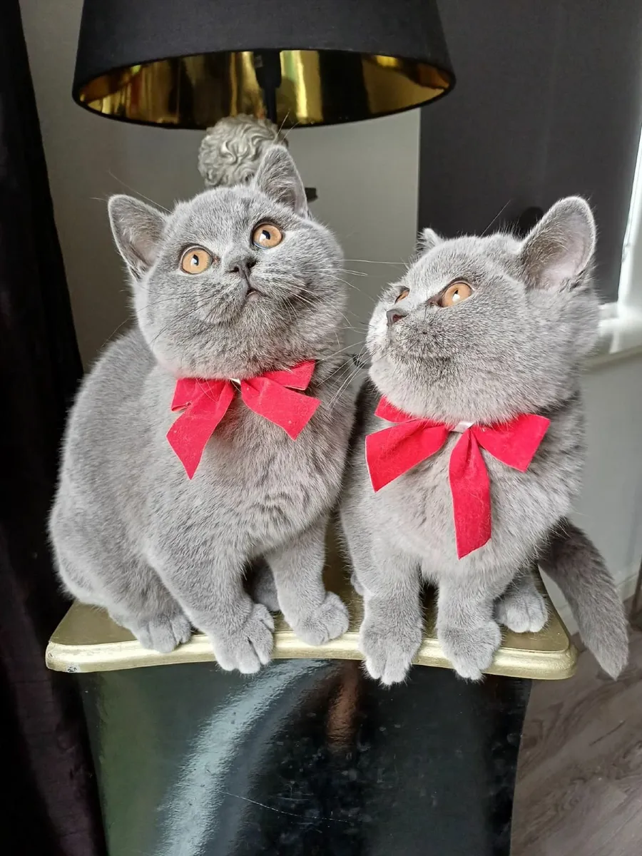 Scottish fold and British Shorthair cats - Image 3