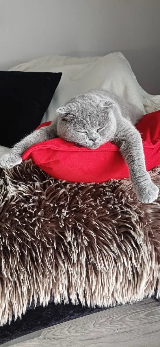 Scottish fold and British Shorthair cats - Image 4