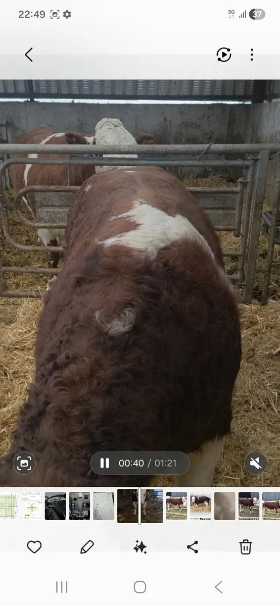 PBR simmental bull - Image 3