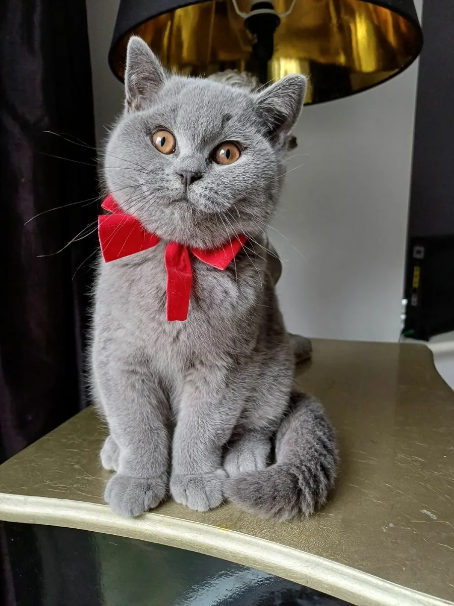 Scottish fold and British Shorthair cats - Image 2