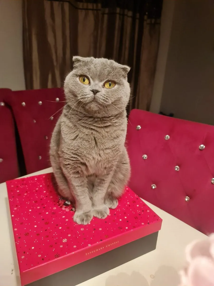 Scottish fold and British Shorthair cats - Image 1