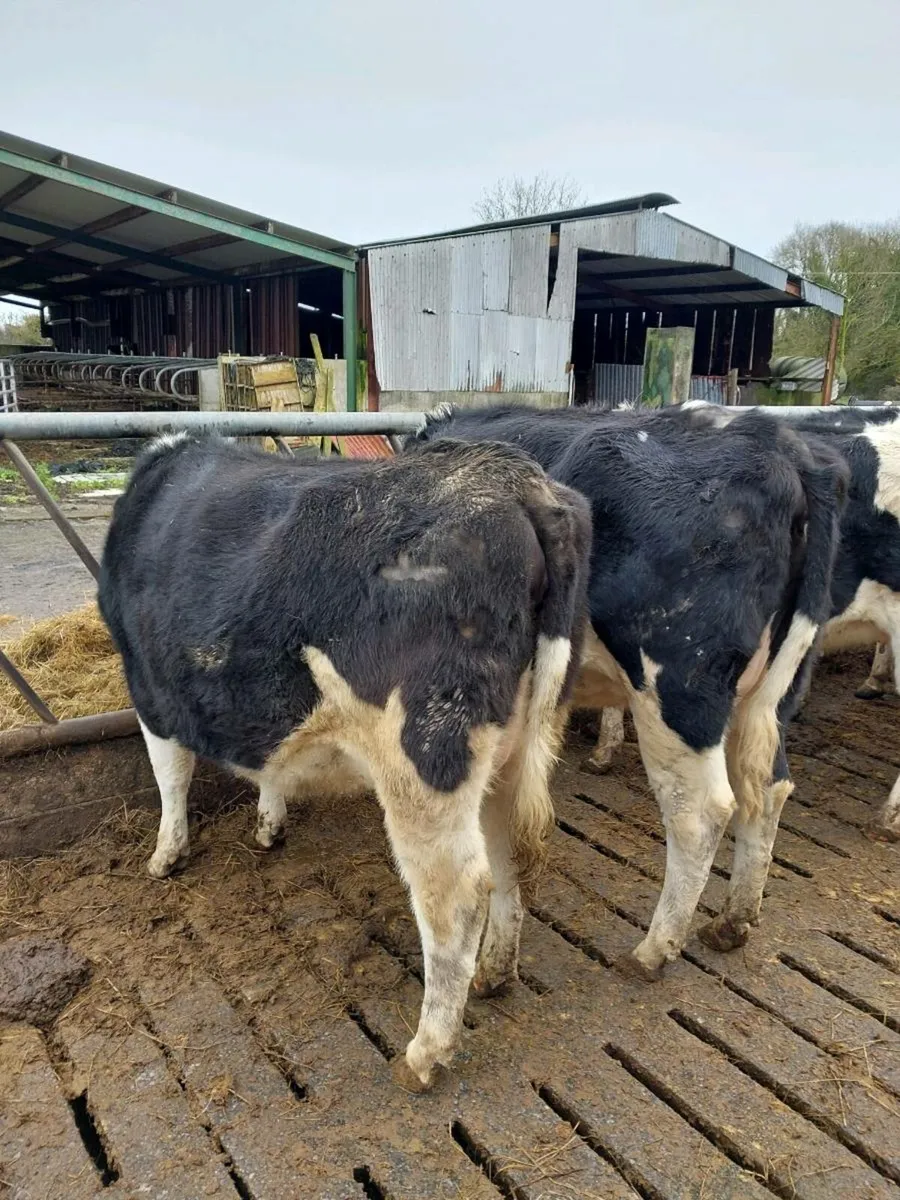 British friesian heifers - Image 1
