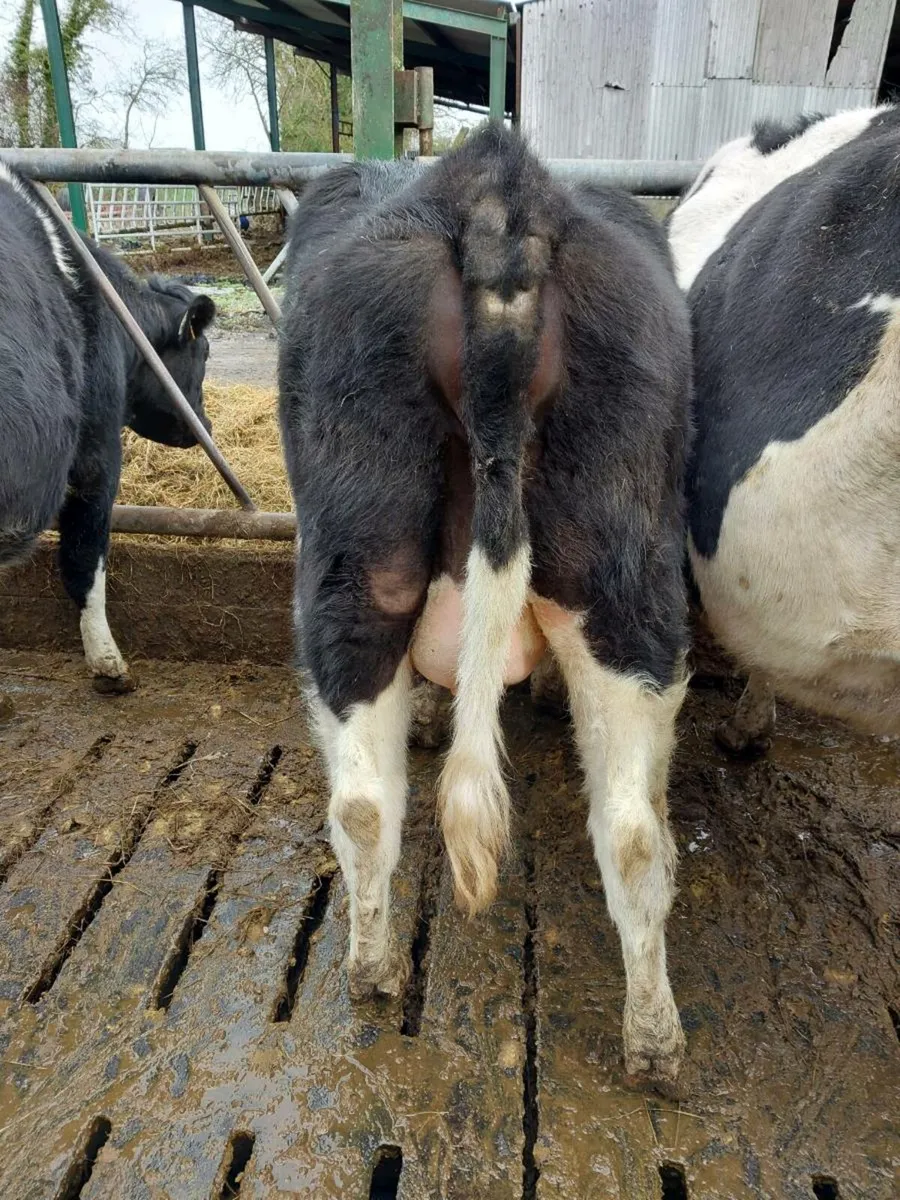 British friesian heifers - Image 2