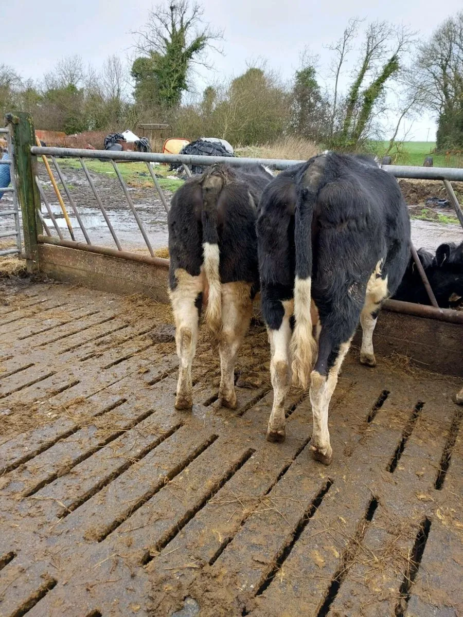 British friesian heifers - Image 3