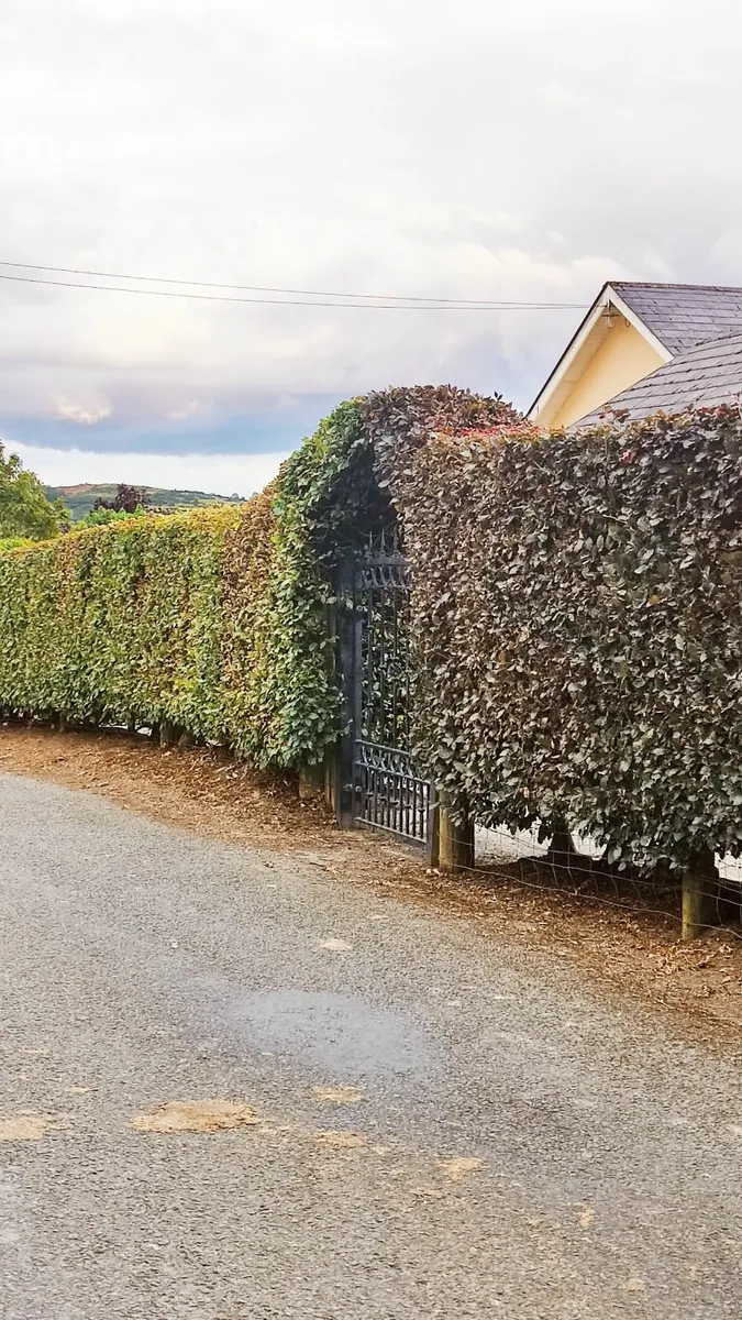 Whitethorn Hedging from 60 cents - Image 4