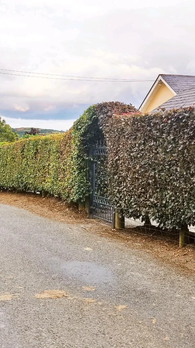 Beech Hedging from 1 euro - Image 1