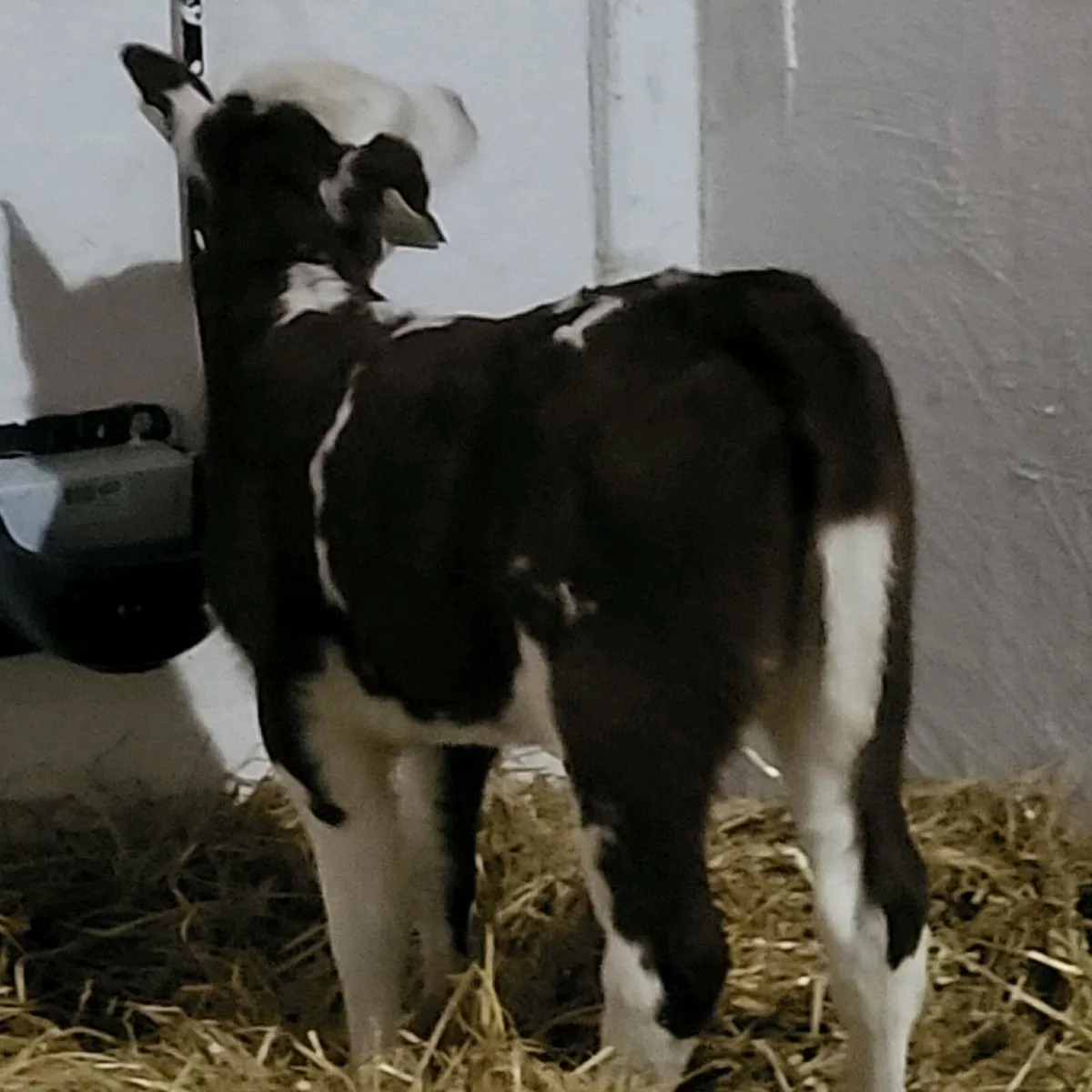 Bb,aa ,calves  for sale - Image 3