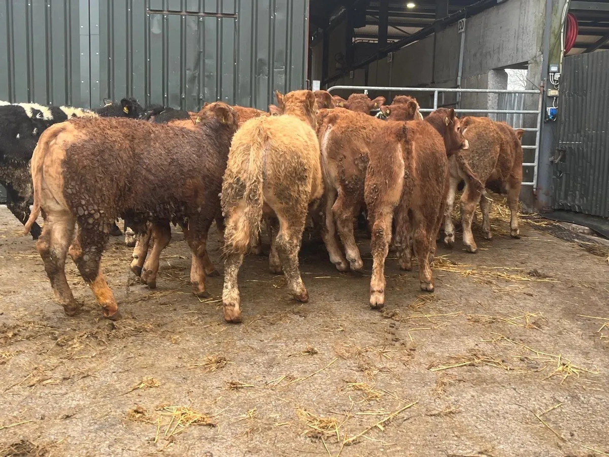 16 u grade red 350 kg limousin bullocks - Image 1