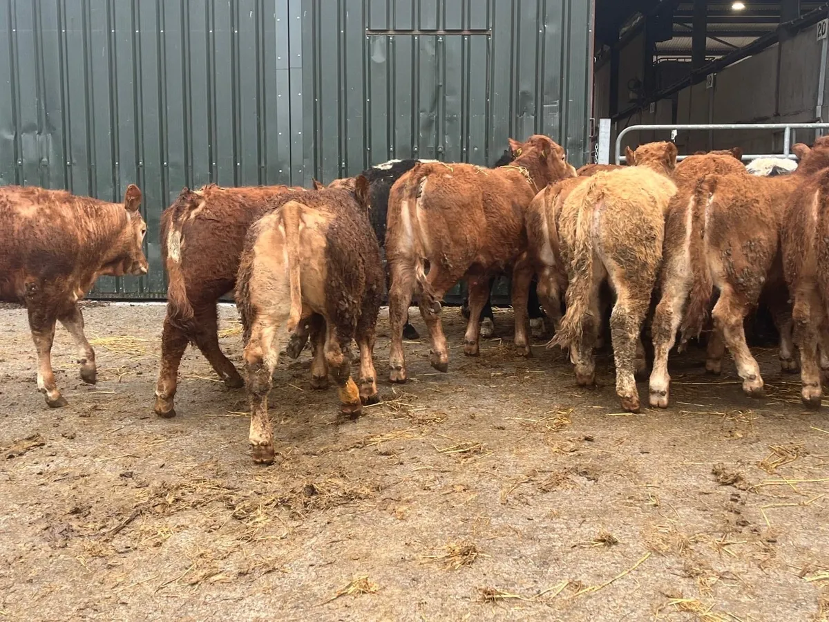 16 u grade red 350 kg limousin bullocks - Image 2