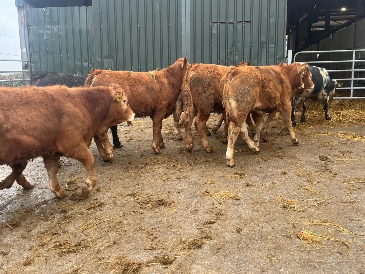 16 u grade red 350 kg limousin bullocks - Image 3