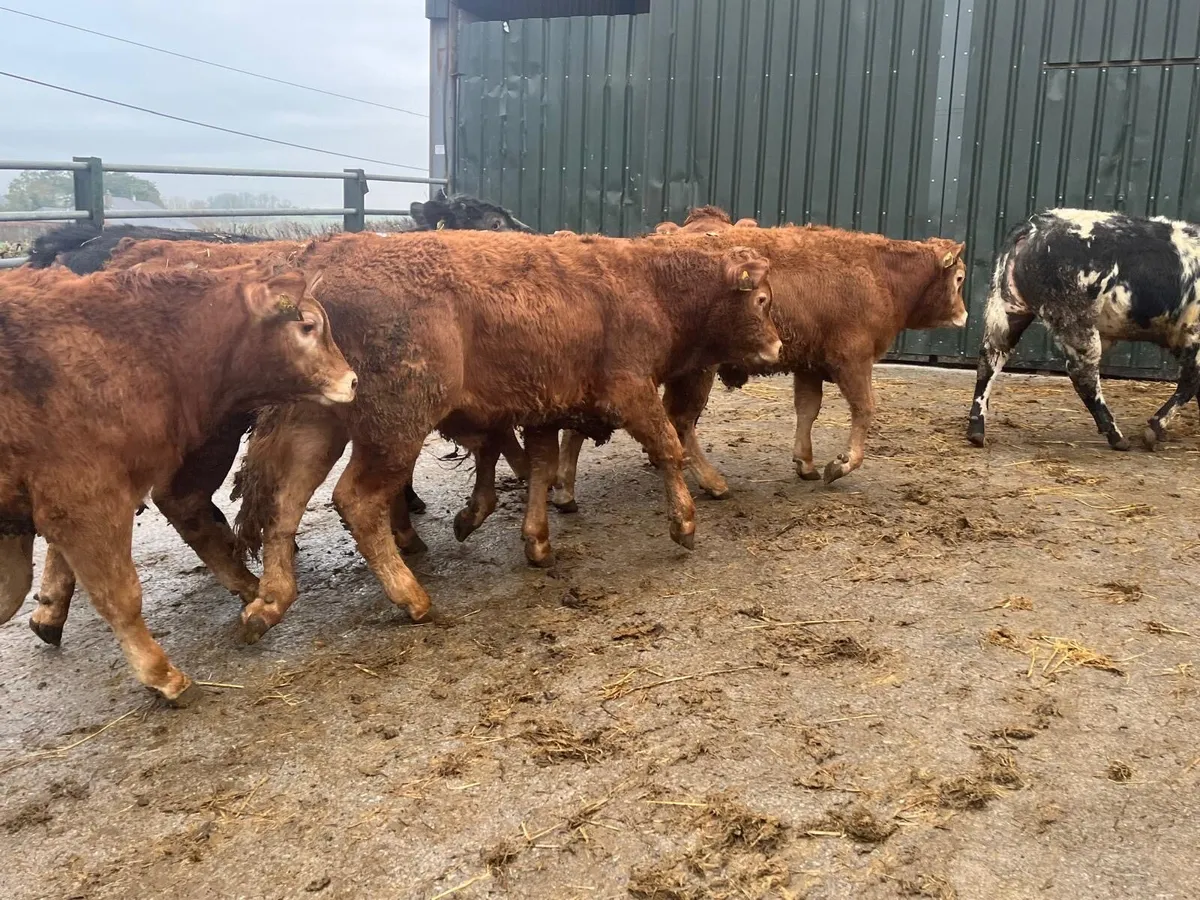 16 u grade red 350 kg limousin bullocks - Image 4