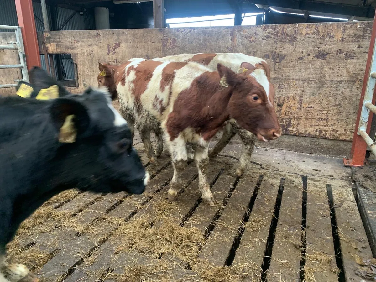 5 super dairy bred shorthorn heifers - Image 4