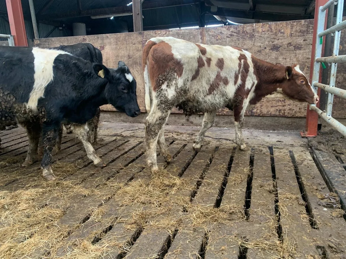 5 super dairy bred shorthorn heifers - Image 1