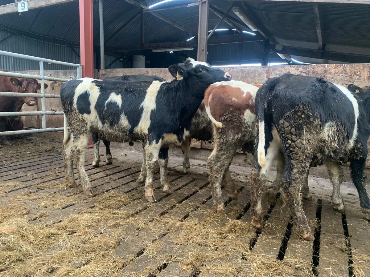 5 super dairy bred shorthorn heifers - Image 2