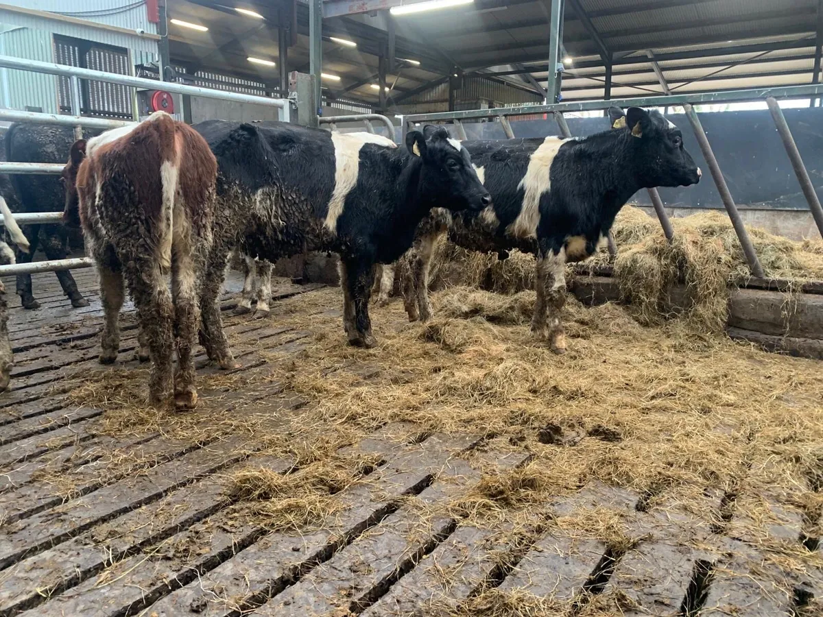 5 super dairy bred shorthorn heifers - Image 3