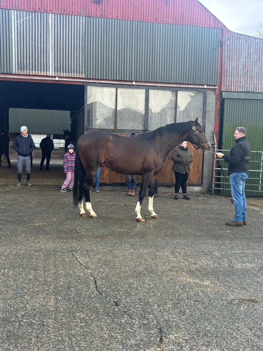 Pillar Coral (GB) AT STUD - Image 1