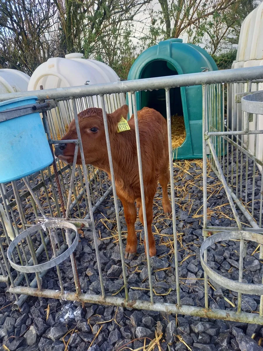 Red Angus x holstein heifer calves - Image 3