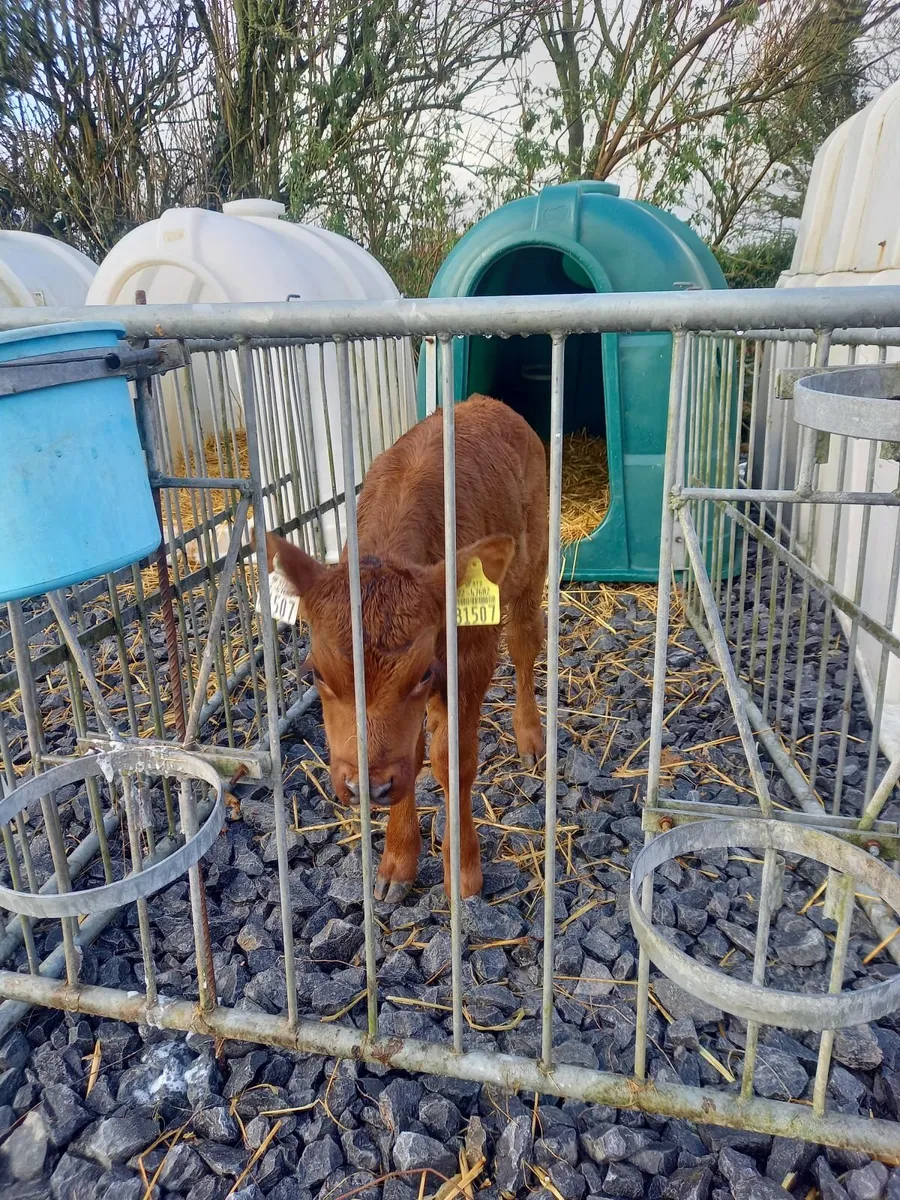 Red Angus x holstein heifer calves - Image 4