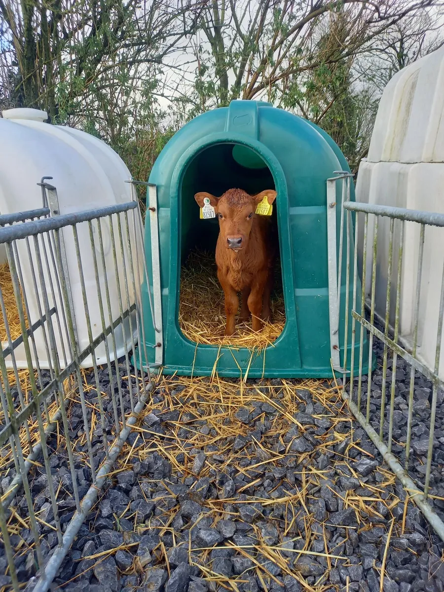 Red Angus x holstein heifer calves - Image 2
