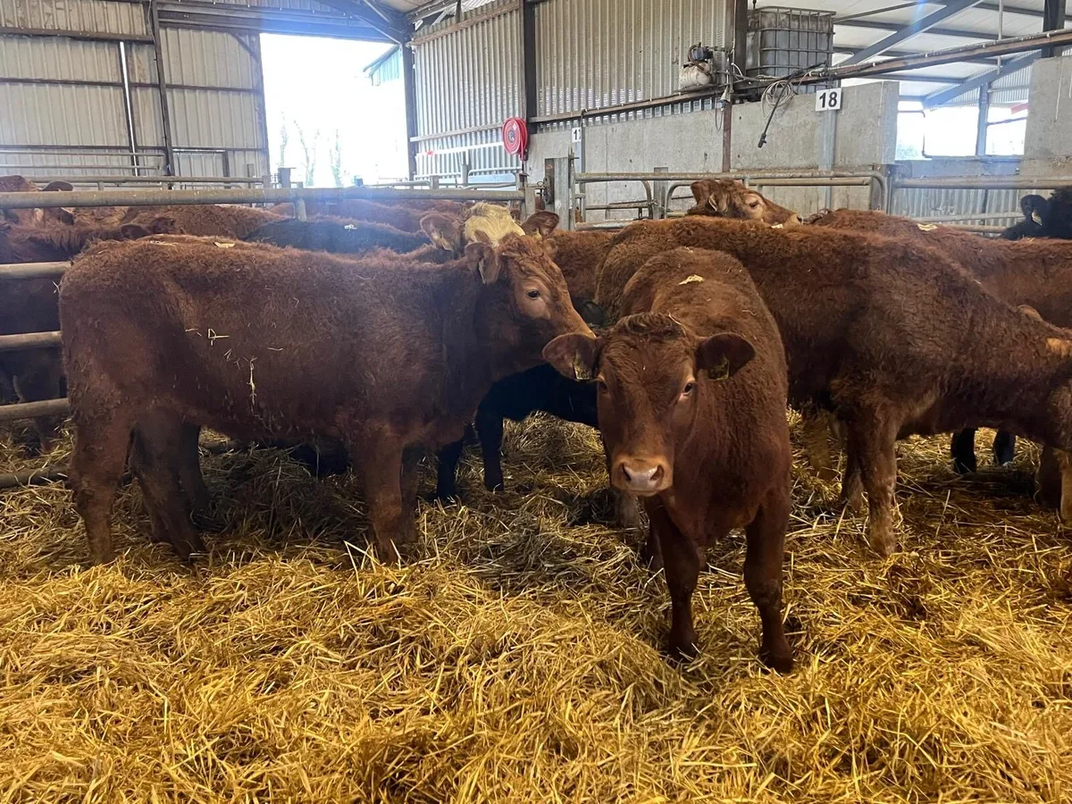 10 u grade 300 kg limousin heifers - Image 1