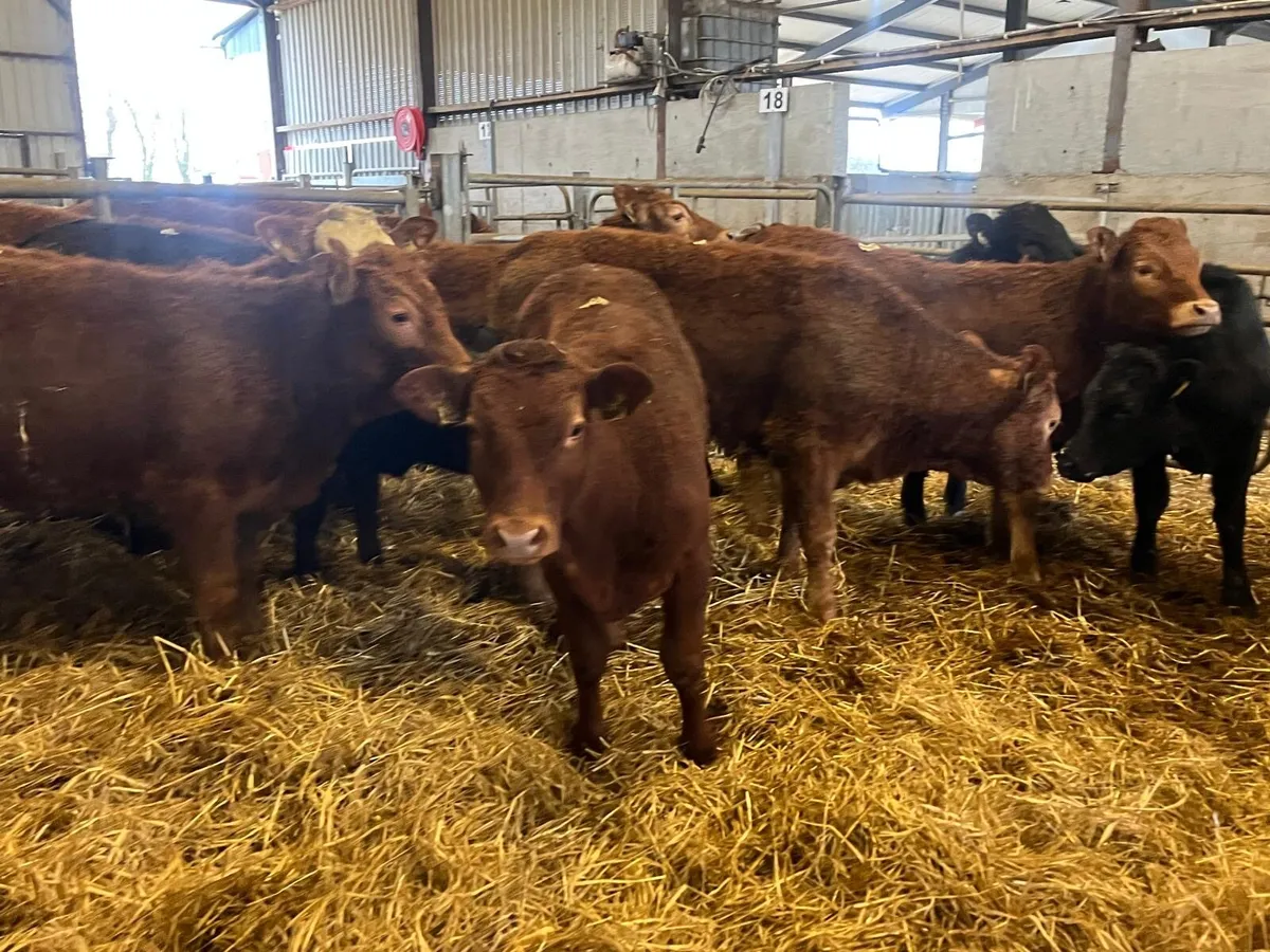 10 u grade 300 kg limousin heifers - Image 2