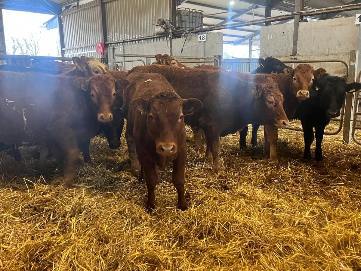 10 u grade 300 kg limousin heifers - Image 3