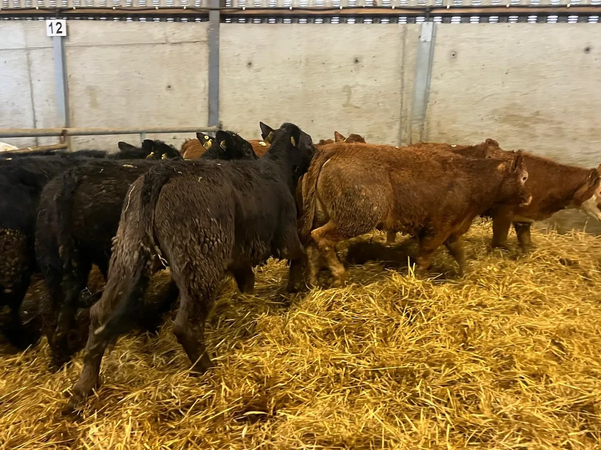 10 u grade 300 kg limousin heifers - Image 4