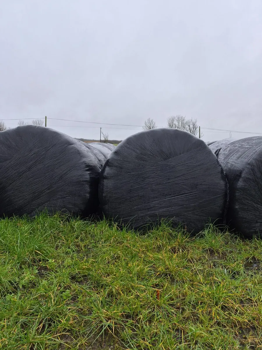 Red clover silage - Image 1