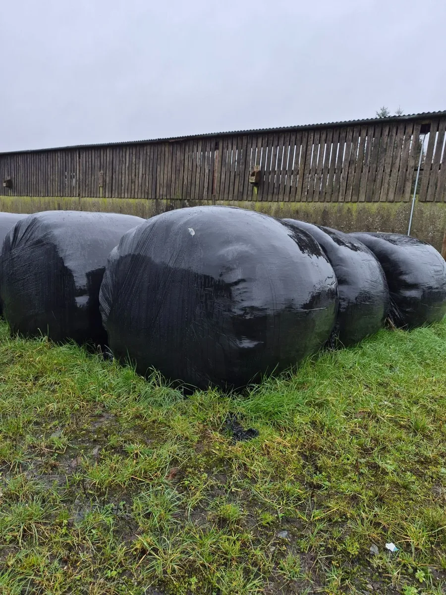 Red clover silage - Image 2