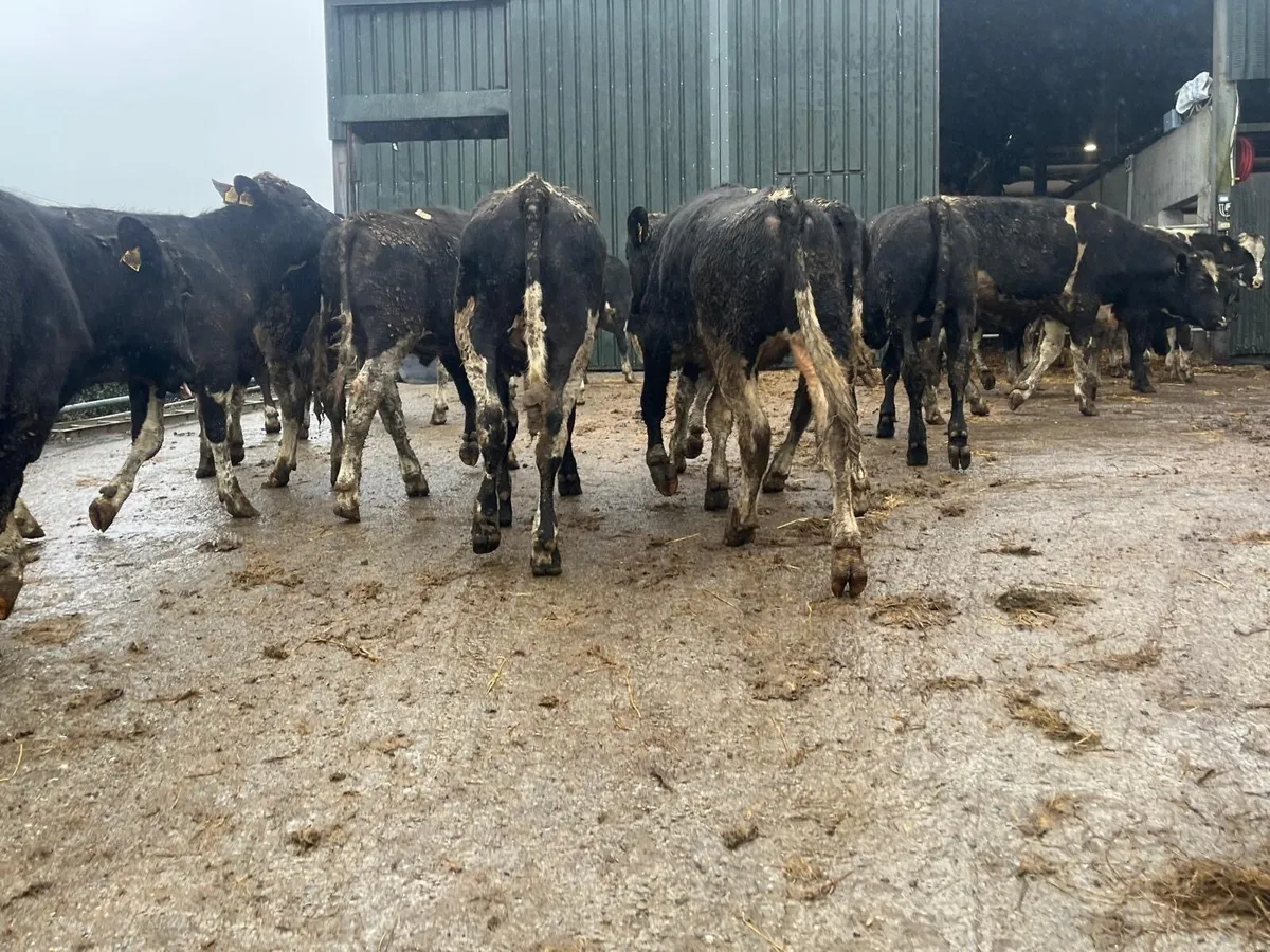 20 super 380 kg British Frisian bullocks - Image 1