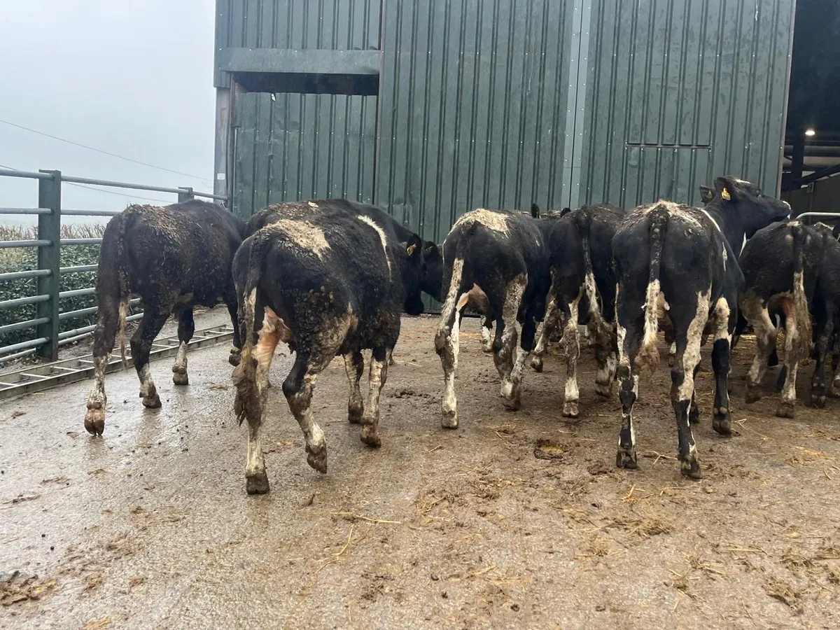 20 super 380 kg British Frisian bullocks - Image 2