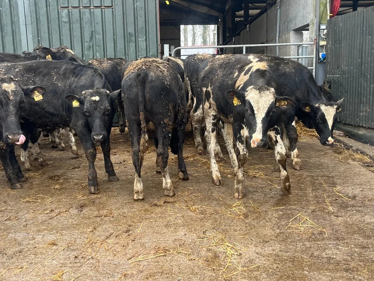 20 super 380 kg British Frisian bullocks - Image 3